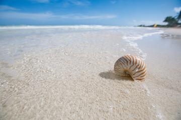 nautilus shell  in blue sea wave, shallow dof