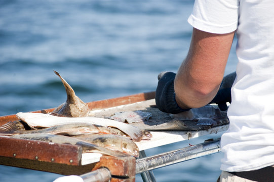 Cleaning The Fish On The Fishing Boat