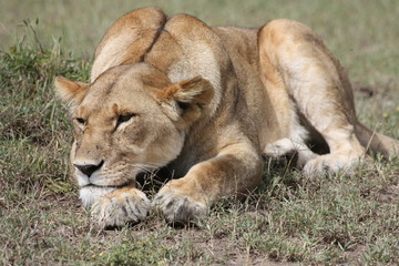 Fototapeta na wymiar Masai Mara 1