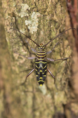 Locust Borer Beetle