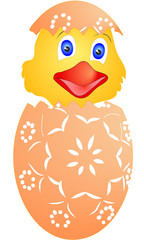 Easter chicken just hatched from eggs