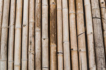 Bamboo