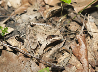 Frog among dry leafs, macro photo