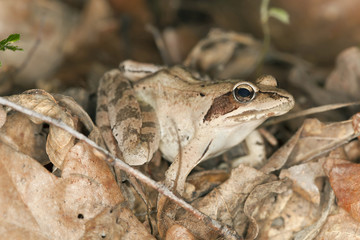 Frog among dry leafs, macro photo