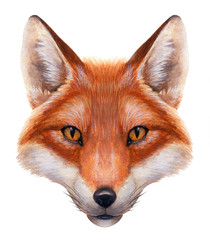 Fox Watercolor Portrait