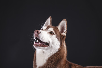 siberian husky