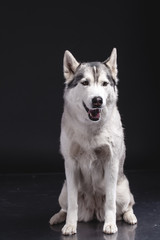 siberian husky