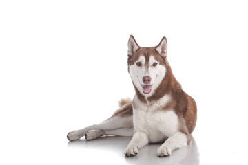 siberian husky