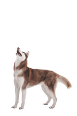 siberian husky