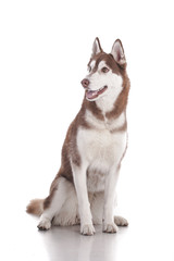 siberian husky