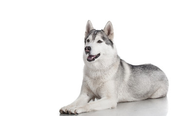 siberian husky