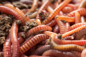 red worms in compost - bait for fishing