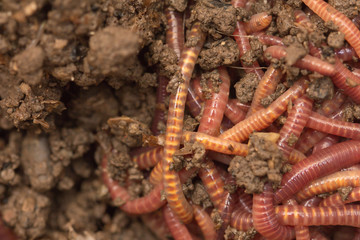 red worms in compost - bait for fishing