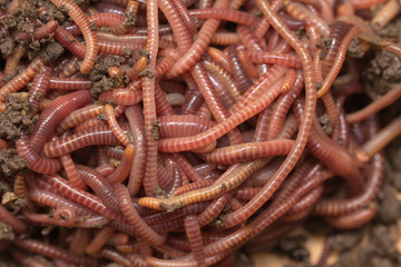 red worms in compost - bait for fishing