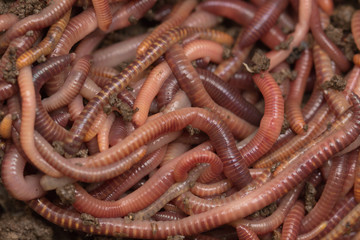 red worms in compost - bait for fishing