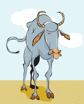 Wildebeest
