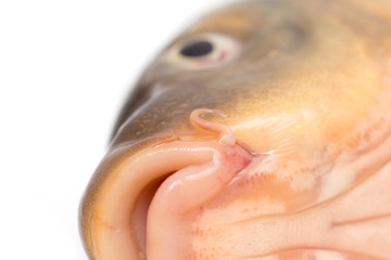 Naklejka premium Head of Carp to dry