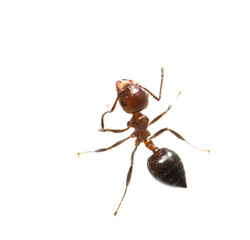 ant on a white background. macro