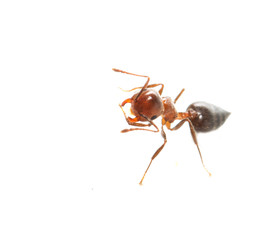ant on a white background. macro