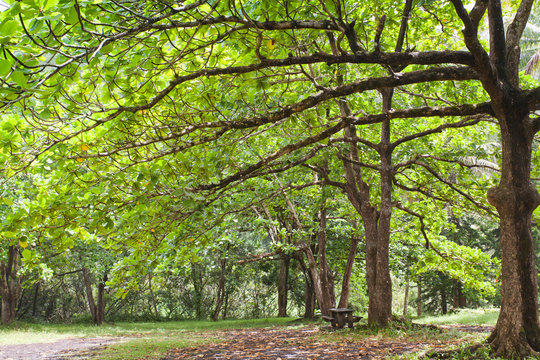 sous-bois, &agrave; l'ombre des badamiers, "La Source"