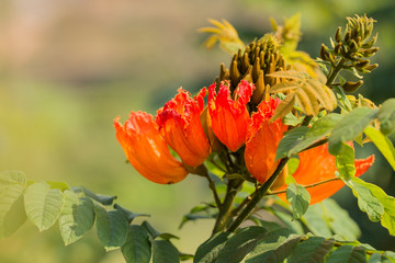 ceiba flowers