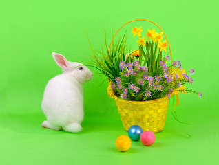 Easter -  bunny, colored eggs and flowers on green