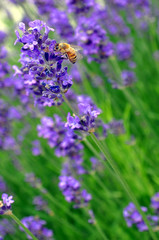 Biene mit Lavendel
