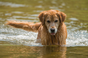 Swimming dog