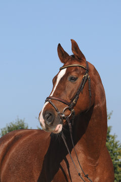 Zweibr&uuml;cker Pferd