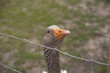 Gans