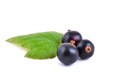 Black currant