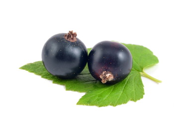 schwarze johannisbeeren