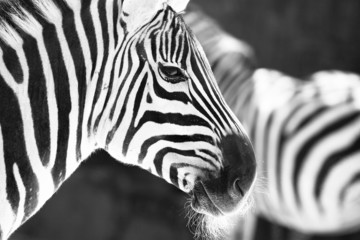 Fototapeta na wymiar monochromatyczne zdjęcie - głowa szczegół Zebra w ZOO