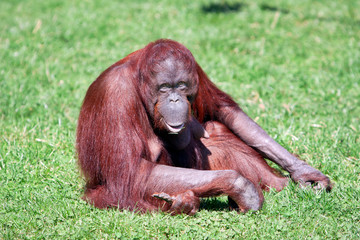 orang-utan with smile in ZOO © Miroslav Beneda