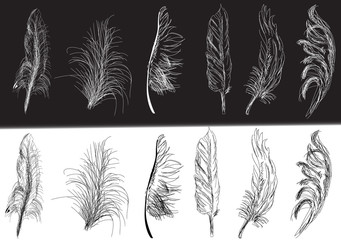 twelve black and white isolated feathers