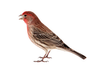 Male House Finch Isolated