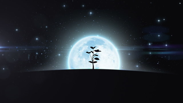 Tree growing under the moon. HD 1080.