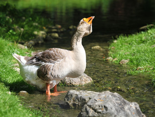 graugans trinkt wasser