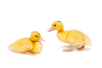 Two little ducks on white background