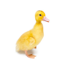 Little duck on white background