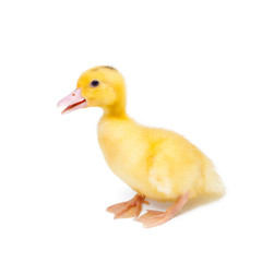 Little duck on white background
