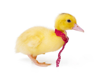 Little duck on white background