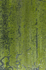 Green Moss texture - Mossy wall outdoors