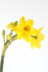 黄色の水仙グランドソレドール