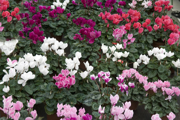 Fototapeta premium Alpenveilchen, Blumenmarkt