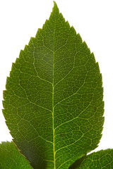 green leaf