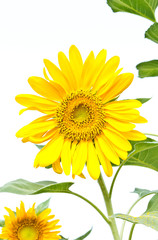 Fototapeta premium Sunflower
