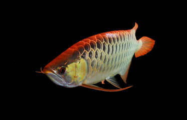 Fototapeta premium Asian Arowana fish on black background