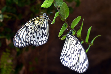 couple de papillons