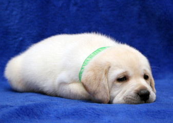 yellow labrador puppy sleeping